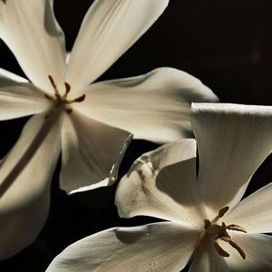 Meet your Posher, Yoselin